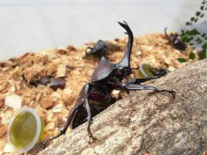 カブトムシの画像
