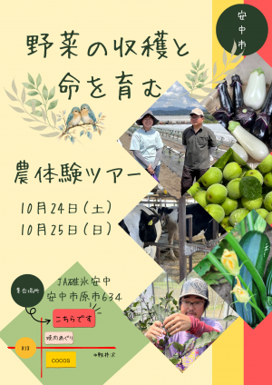 チラシ