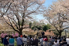 4月1日桜まつり2