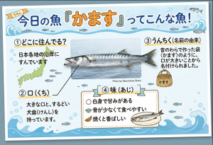 かますのちらし