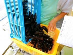 安中産のなすです