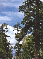 市の木　「杉」の画像