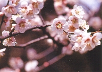 市の花　「梅」の画像