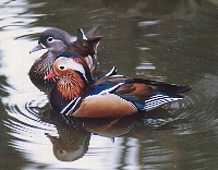 市の鳥　「おしどり」の画像