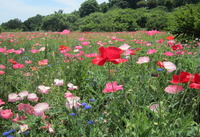 観梅公園の画像2