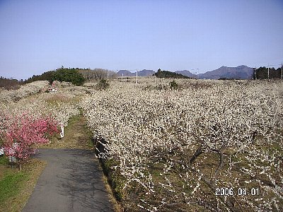 箕郷梅林の画像