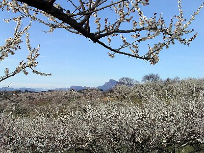 秋間梅林の画像