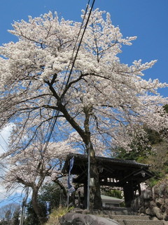 碓氷関所跡（春）