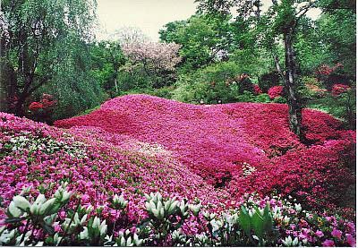 群馬フラワーハイランドの画像