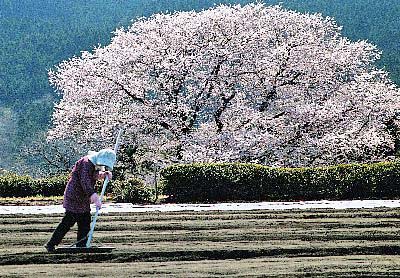 細野の彼岸桜の画像