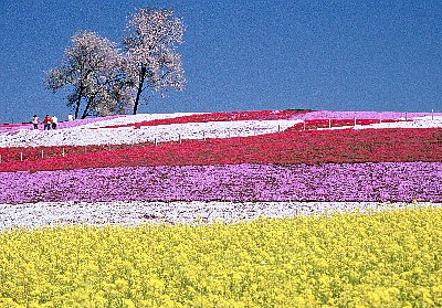 みさと芝桜公園の画像