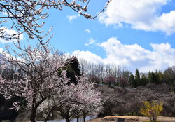 観梅公園の画像