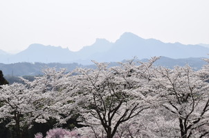 後閑城址公園の桜