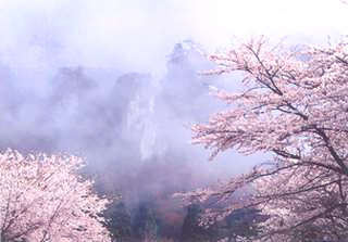 朝霧と桜