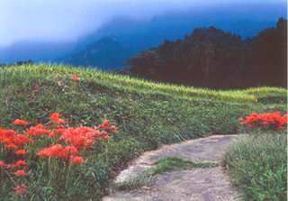 山里の彼岸花