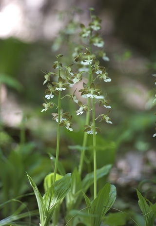 小根山森林公園で見られる植物たちの画像