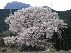 細野の彼岸桜の画像