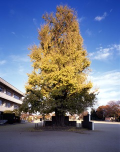 安中小学校の大いちょう