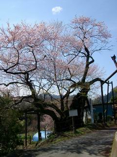 行田の彼岸桜の画像