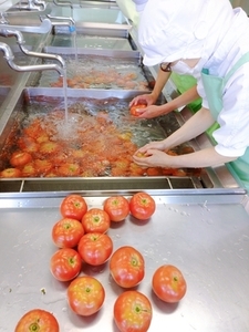 トマトを洗っています