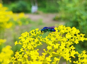 オオセイボウの写真