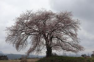 新井の一本桜の様子
