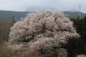 細野の彼岸桜の様子