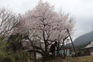 行田の彼岸桜の様子