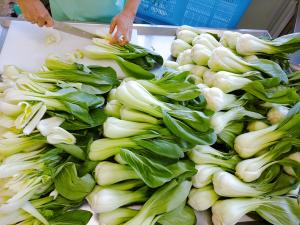 群馬産のチンゲン菜